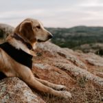 20 consigli per visitare la Slovenia con un cane